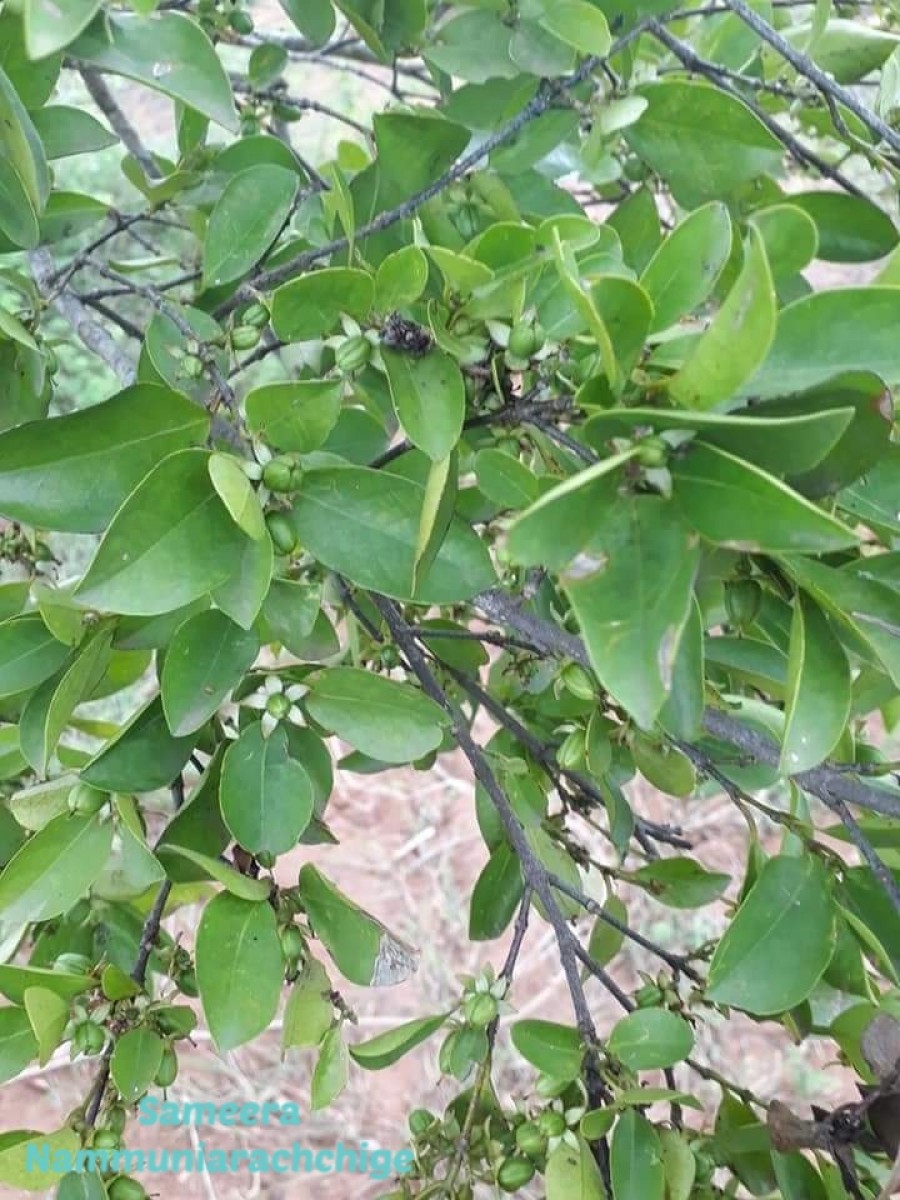 Cassipourea ceylanica (Gardner) Alston